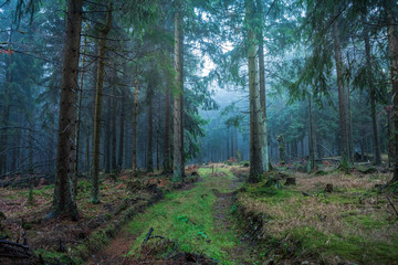 misty forest