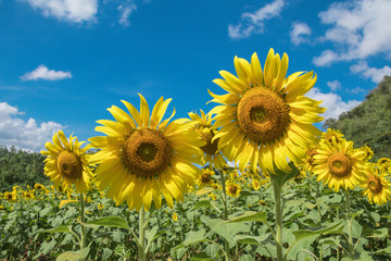 Sun flower and blue sky  with white cloud background.A yellow flower in fields.Beautiful sun flowers.