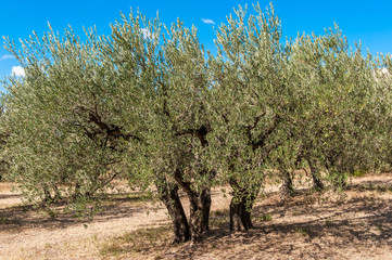 Fototapeta na wymiar Olivenbäume bei Les-Baux-de Provence