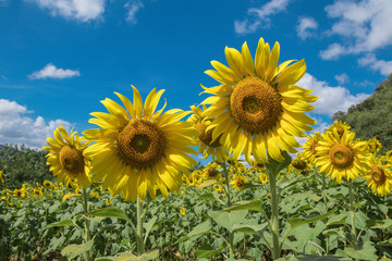 Obraz premium Sun flower in a nature background.A yellow flower in fields.