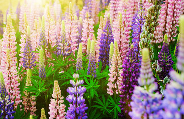 Lupinus field with pink purple and blue flowers. A field of lupines. Violet and pink lupin in meadow. Purple and pink lupin bunch