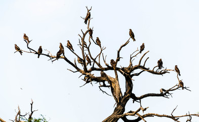 indian kites