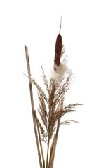 Common bulrush, reeds isolated on white background, clipping path © dule964