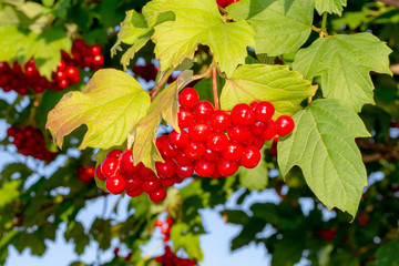 Bright red bunches of viburnum berries