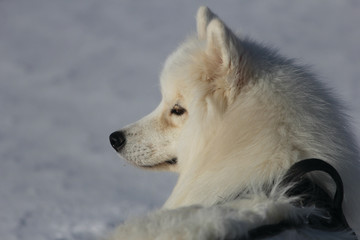 Naklejka premium samoyed dog