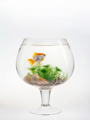 Fish in aquarium, gold fish, big wine glass.