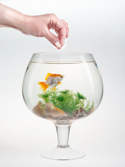 Fish in aquarium, gold fish, big wine glass, hand, feed the fish.