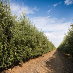 Obraz premium Olive plantation