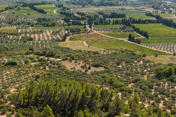 Fototapeta na wymiar Olivenbäume im Tal von Les Baux-de-Provence