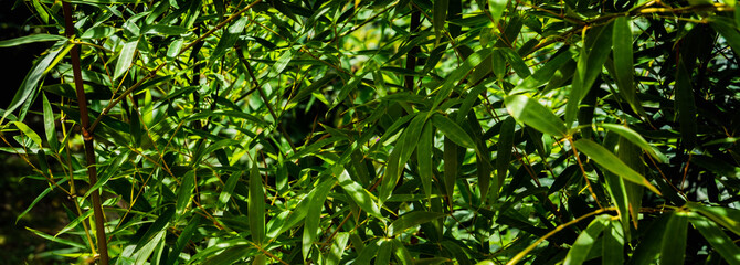 Obraz premium Original texture of natural green bamboo background of elegant thin green leaves. Natural sunlight. Nature concept for design.