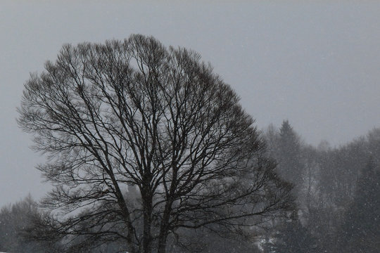 Nevicata in faggeta e albero in primo piano