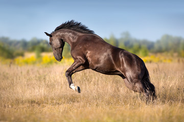 Fototapeta na wymiar Black horse run gallop in autumn meadow