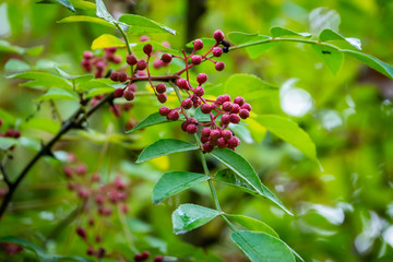 Red berries of Zanthoxylum americanum, Prickly ash a spiny tree with prickly branches. Close-up in...
