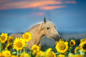 Beautiful palomino horse in sunflower field - obrazy, fototapety, plakaty