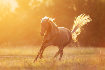 Horse free run at sunset light