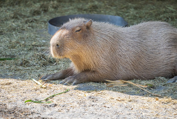 Cute Capybara (biggest mouse) eating and sleepy rest in the zoo, Tainan, Taiwan, close up shot
