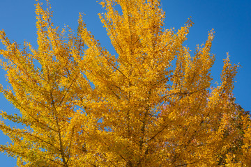 Yellow and gold leaves of big Ginkgo biloba trees against the blue sky. Golden foliage like a lush yellow cloud. Elegant nature concept for design