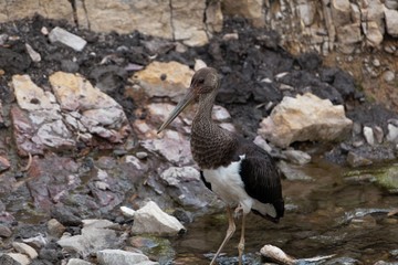 Black storck (Ciconia nigra) in a river bed.
