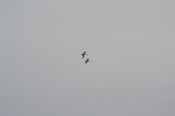 swans flying graceful lovely