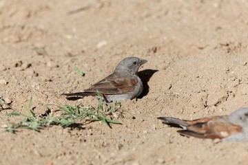 Swainson's sparrow (Passer swainsonii) taking a sand bath.