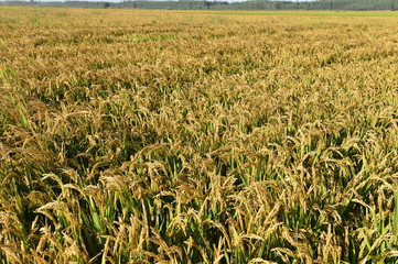 Mature rice in the field
