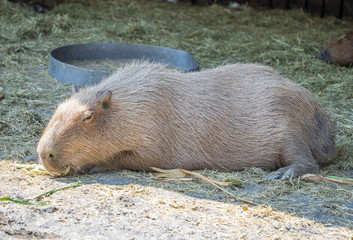 Cute Capybara (biggest mouse) eating and sleepy rest in the zoo, Tainan, Taiwan, close up shot