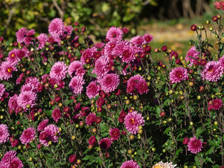 Fototapeta premium Chrysantheme des jardins (Chrysanthemum grandiflorum) rose pastel