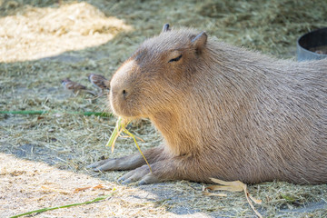 Cute Capybara (biggest mouse) eating and sleepy rest in the zoo, Tainan, Taiwan, close up shot