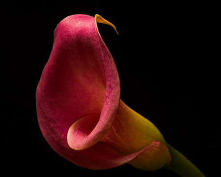 Floral Vortex 