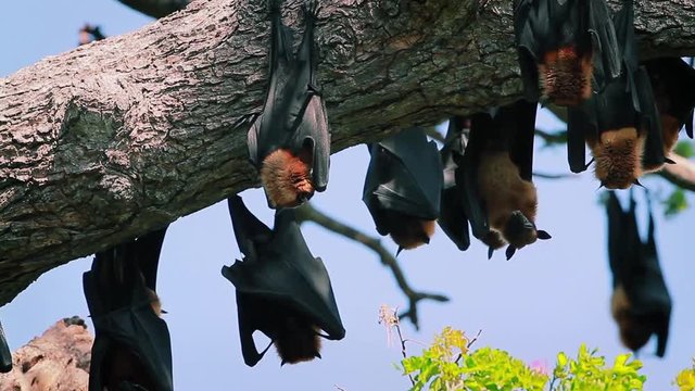 Indian flying fox in Yala national park, Sri Lanka - specie Pteropus giganteus family of Pteropodidae
