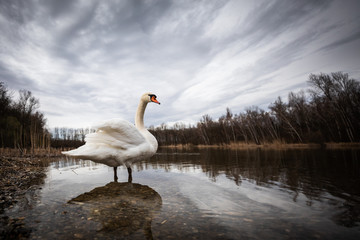 Le seigneur du Lac
