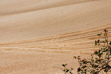landscape of yellow fields, cereals