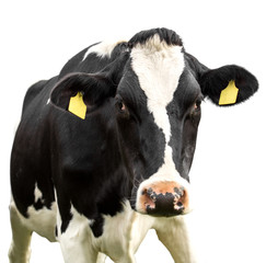 Black and white cow isolated