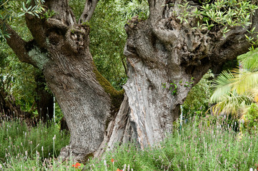 Olivenbaum auf Madeira