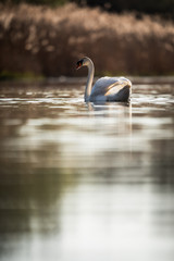 Le Cygne en son Royaume