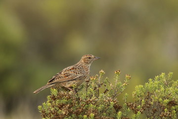 An Eastern Clapper Lark sitting on top of a bush.