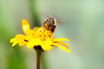 Macro photography of pollinator honey bee drinking nectar from yellow wild flower with proboscis...