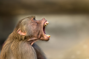 Baboon monkey (Pavian, genus Papio) screaming with large open mouth and pronounced sharp teeth in a loud and aggressive behaviour display.