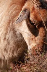 Fototapeta premium A herd of Haether Sheep grazing at the Drenthse AA area, near the Town of Zeegse, at the moorlands, in the North of the Netherlands. Image from a fall afternoon in 2018.