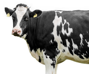 Funny cute cow isolated on white