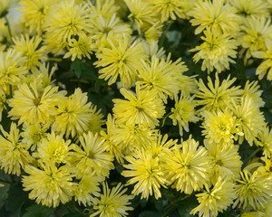 Bouquet de Chrysanth&egrave;me des jardins (Chrysanthemum grandiflorum) jaune