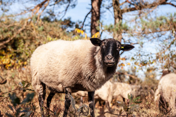 Fototapeta premium A herd of Haether Sheep grazing at the Drenthse AA area, near the Town of Zeegse, at the moorlands, in the North of the Netherlands. Image from a fall afternoon in 2018.