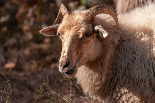 A herd of Haether Sheep grazing at the Drenthse AA area, near the Town of Zeegse, at the moorlands, in the North of the Netherlands. Image from a fall afternoon in 2018.