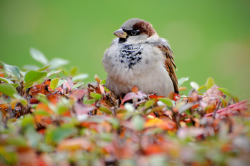 Sparrow on bush