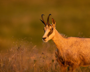 Portrait de Chamois
