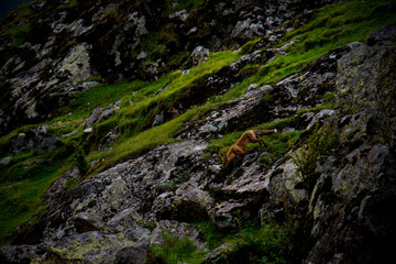 Red fox on the mountain slopes, Caucasus