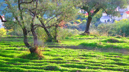 Green weed carpet covering undulated ground in olive grove © johnnywalker61