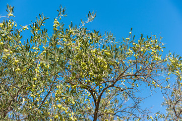 Oliven am Baum