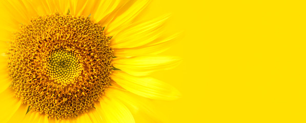 Sunflower close up details on yellow banner wide background macro photo. Concept for summer, sun, sunshine, summer holidays travel, tropical flower and hot days. Large text negative panorama space.