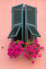 Green shutteres window with beautiful geraniums on a pink wall in Monterosso al Mare, Italy